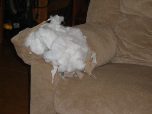Dog Ate Couch Arm